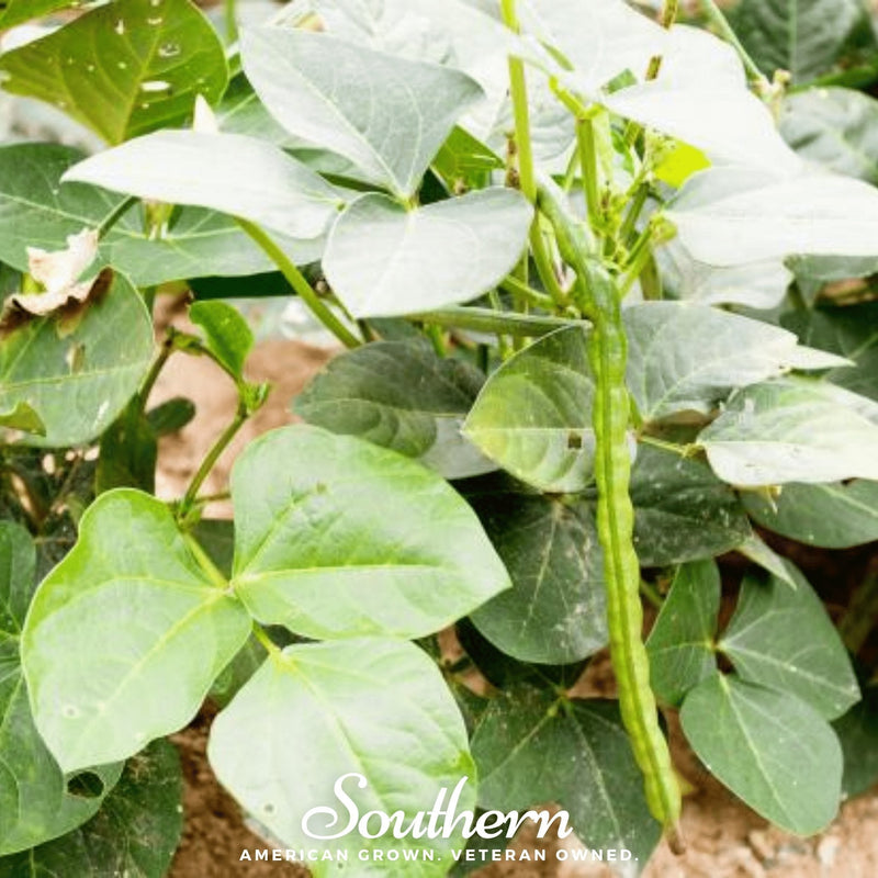 Load image into Gallery viewer, California Blackeye Peas – 20 Seeds
