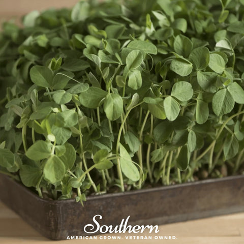 Dwarf Grey Sugar Peas – 100 Seeds, additional product view 2