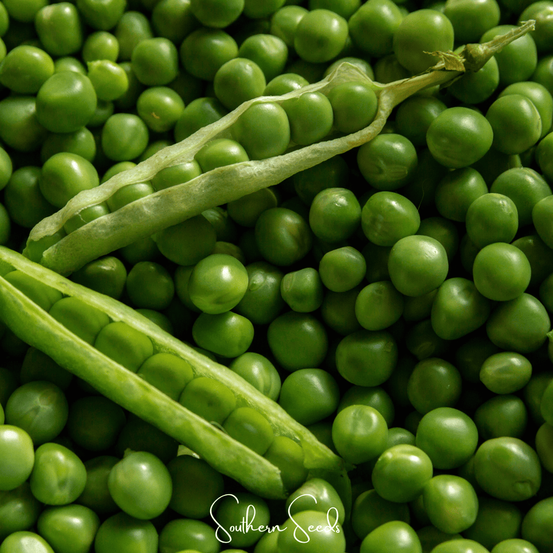 Load image into Gallery viewer, Early Frosty Peas – 25 Seeds

