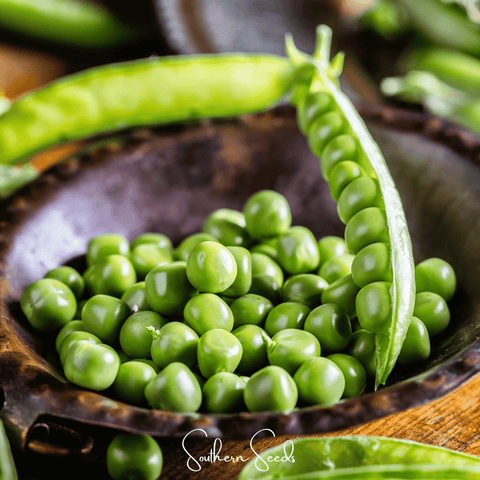Early Frosty Peas 25 Seeds