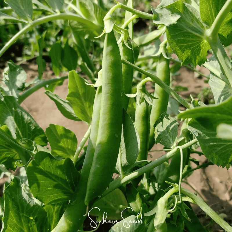 Load image into Gallery viewer, Early Frosty Peas – 25 Seeds
