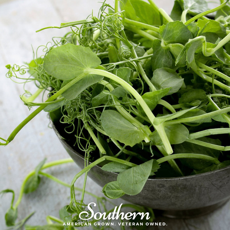 Load image into Gallery viewer, Field Shoots Peas – 100 Seeds

