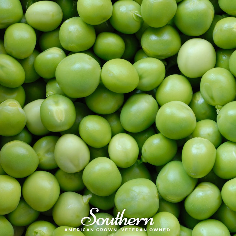 Load image into Gallery viewer, Green Arrow Peas – 25 Seeds
