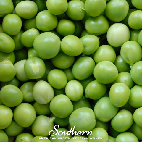 Green Arrow Peas – 25 Seeds, additional product view 2