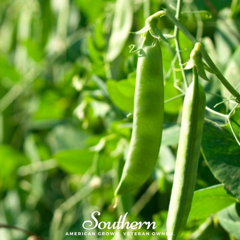 Green Arrow Peas 25 Seeds