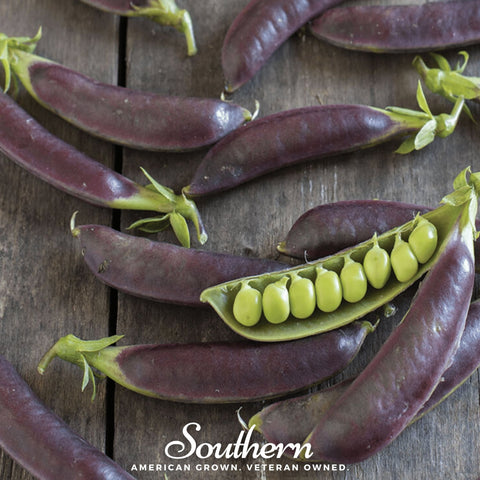 Royal Snap II Pea seeds package, 20 count, GrowTime Garden Supply
