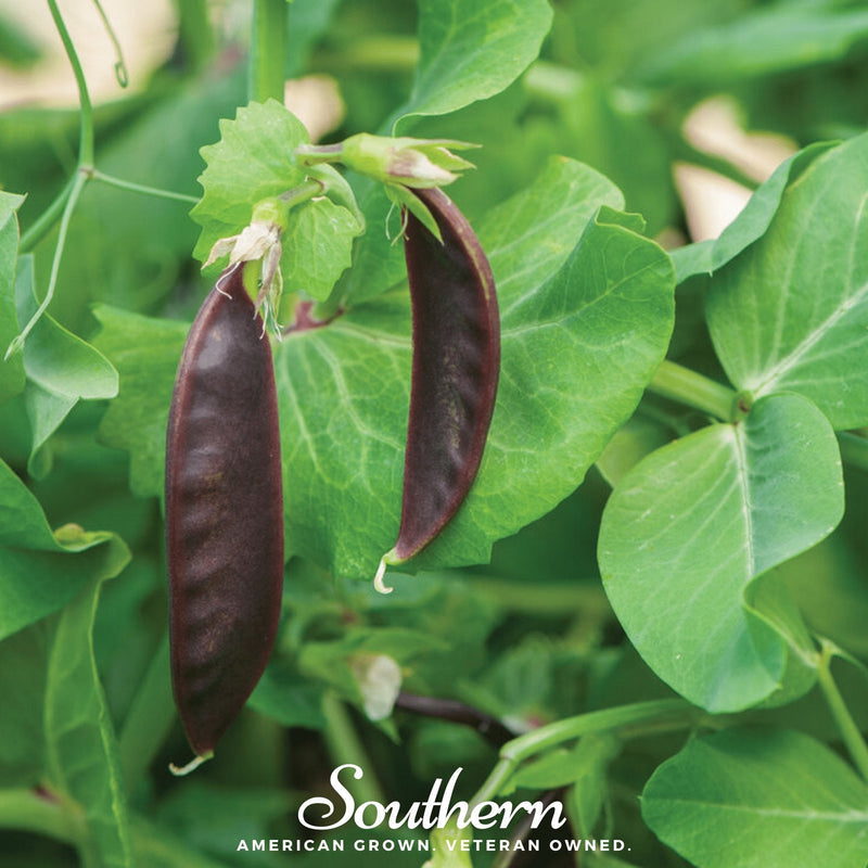 Load image into Gallery viewer, Royal Snap II Peas – 20 Seeds
