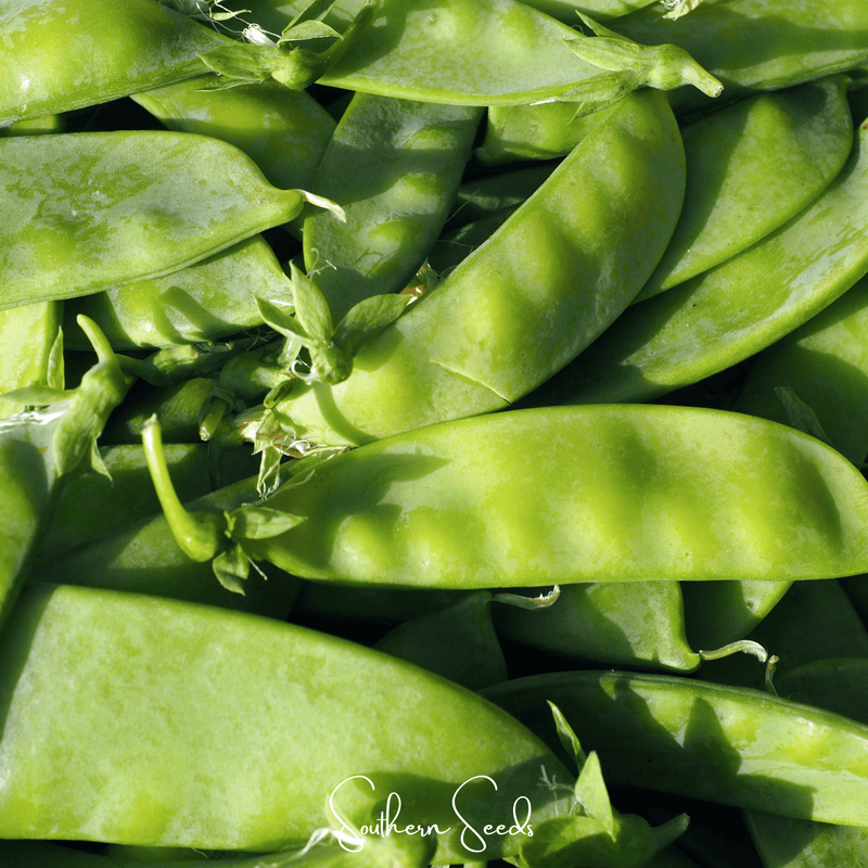 Load image into Gallery viewer, Oregon Sugar II Snow Peas – 25 Seeds
