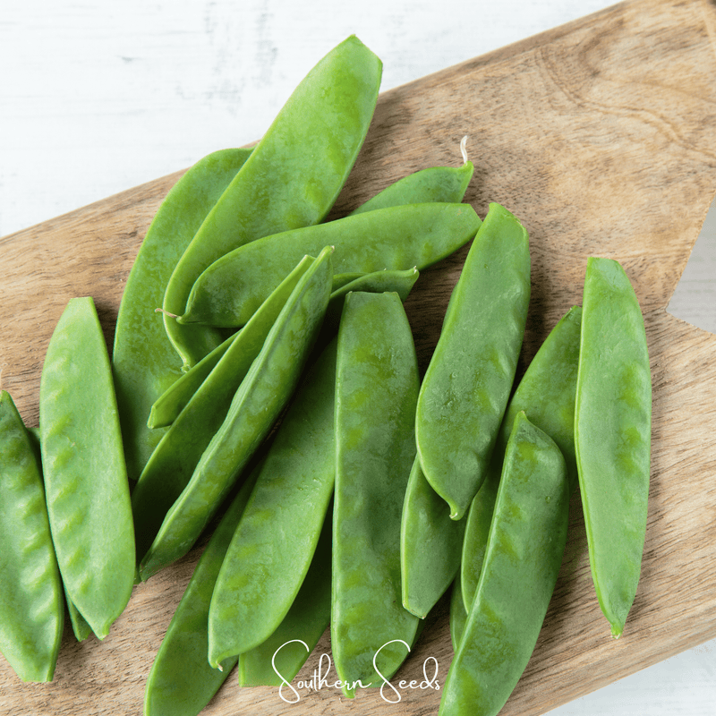 Load image into Gallery viewer, Oregon Sugar II Snow Peas – 25 Seeds
