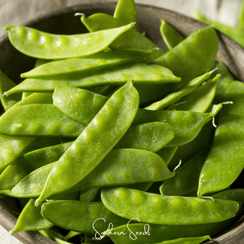 Oregon Sugar II Snow Peas 25 Seeds