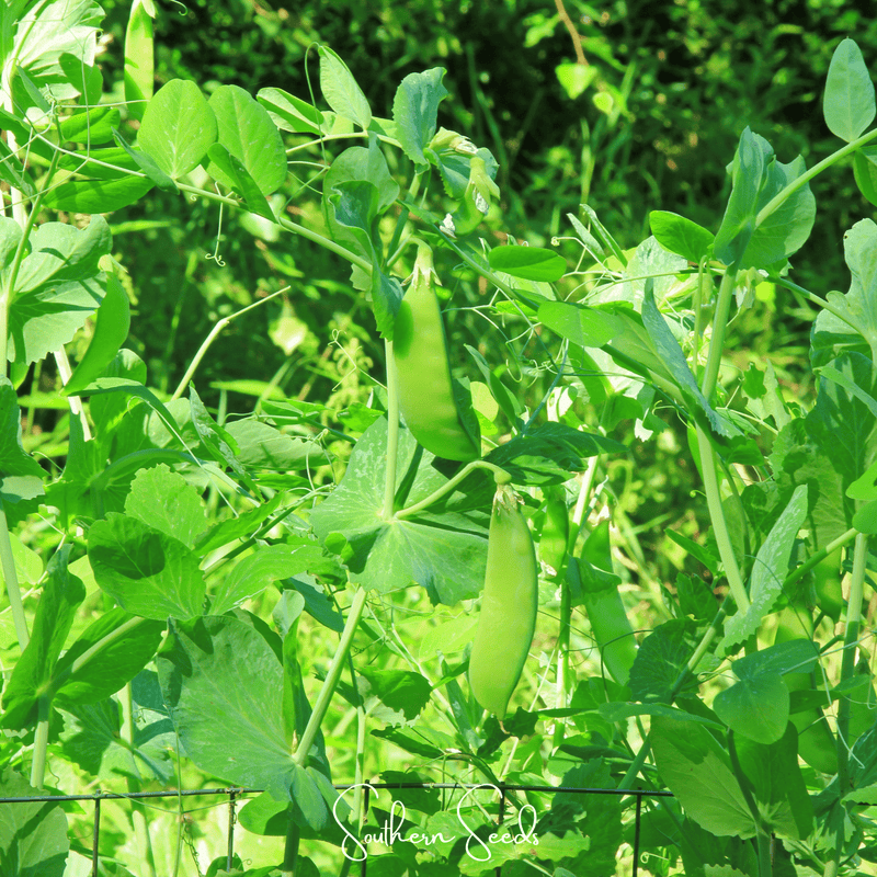 Load image into Gallery viewer, Oregon Sugar II Snow Peas – 25 Seeds
