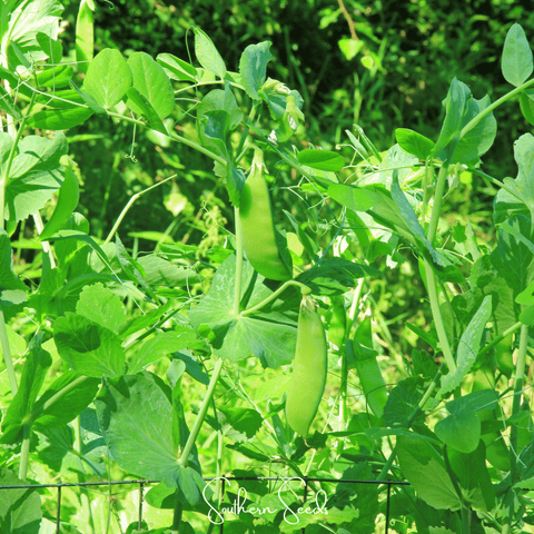 Oregon Sugar II Snow Peas – 25 Seeds, additional product view 2