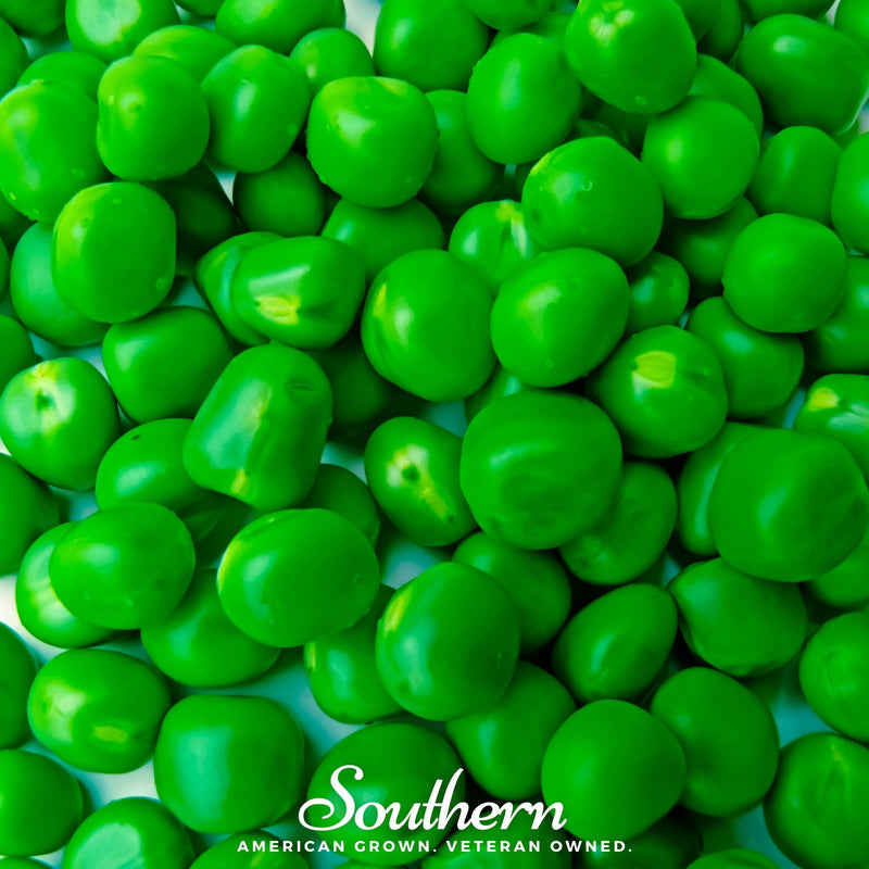 Load image into Gallery viewer, Sugar Daddy Peas – 20 Seeds
