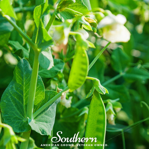 Sugar Daddy Peas – 20 Seeds, additional product view 2