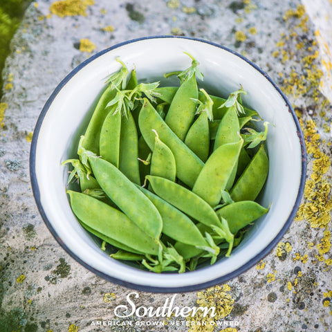 Sugar Daddy Peas 20 Seeds