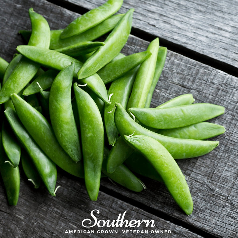 Load image into Gallery viewer, Sugar Daddy Peas – 20 Seeds

