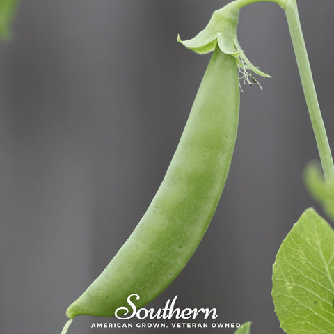 Sugar Snap Peas 20 Seeds