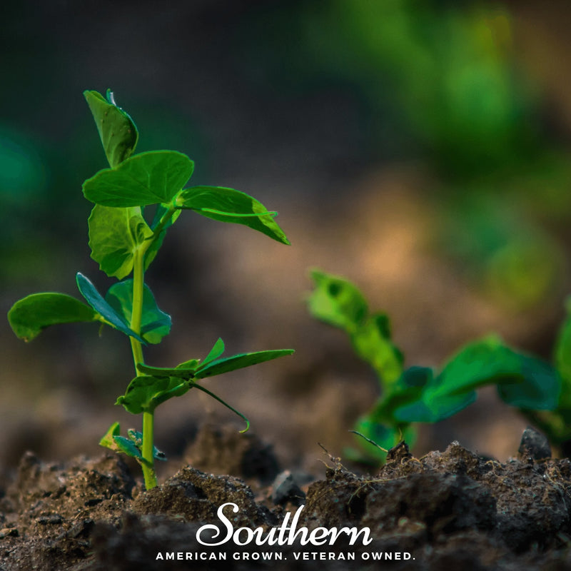 Load image into Gallery viewer, Sugar Snap Peas – 20 Seeds
