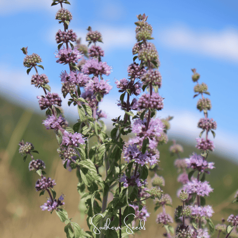 Pennyroyal seeds package, 100 count, GrowTime Garden Supply