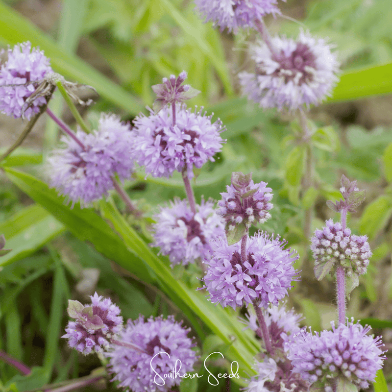 Load image into Gallery viewer, Pennyroyal – 100 Seeds
