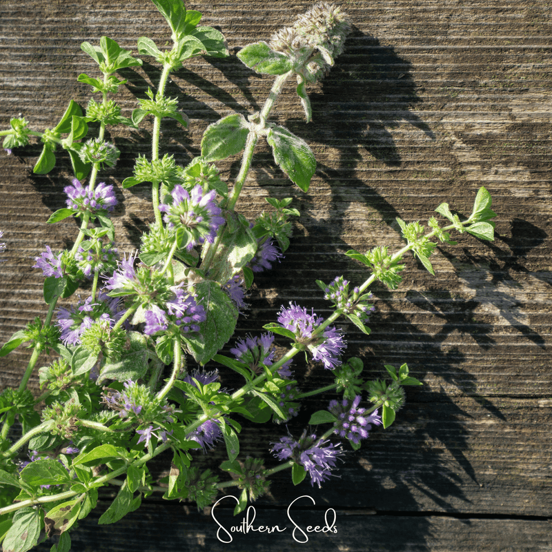 Load image into Gallery viewer, Pennyroyal – 100 Seeds
