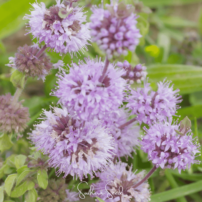 Load image into Gallery viewer, Pennyroyal – 100 Seeds

