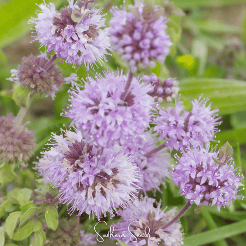 Pennyroyal – 100 Seeds, additional product view 2