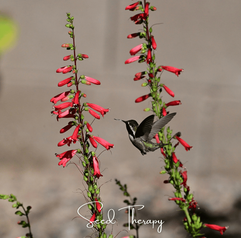 Load image into Gallery viewer, Firecracker Penstemon – 100 Seeds
