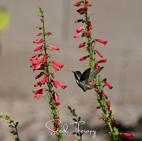Firecracker Penstemon 100 Seeds