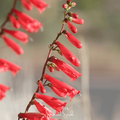 Firecracker Penstemon – 100 Seeds, additional product view 2
