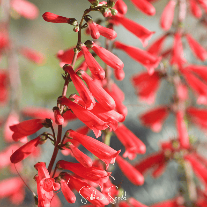 Load image into Gallery viewer, Firecracker Penstemon – 100 Seeds
