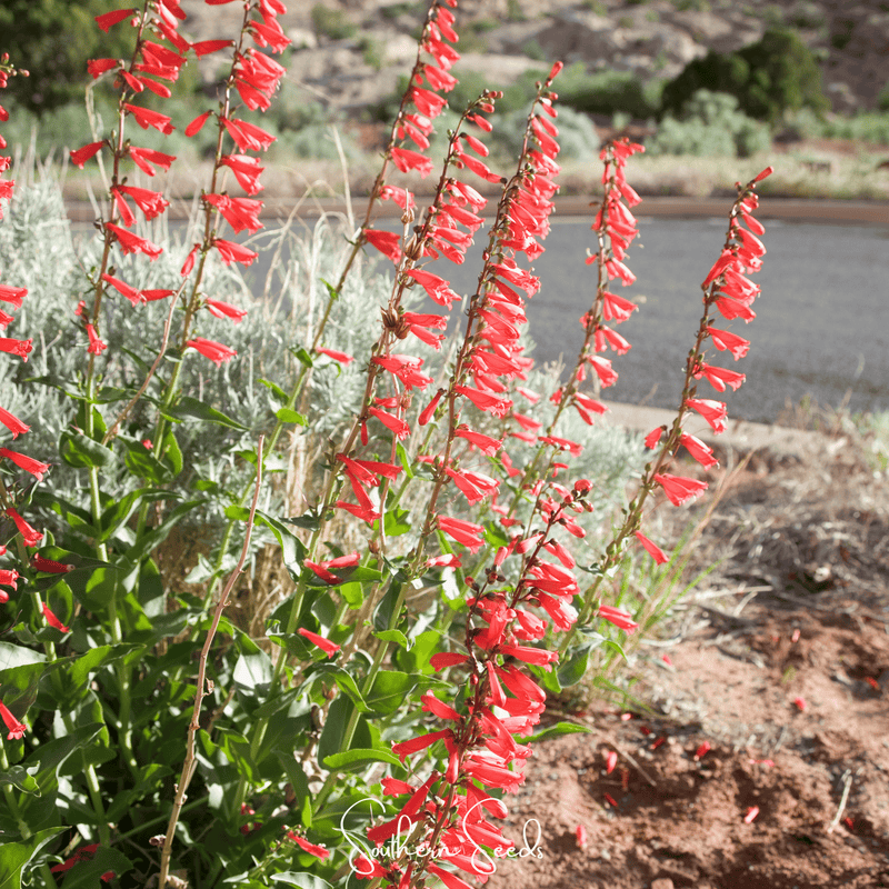 Load image into Gallery viewer, Firecracker Penstemon – 100 Seeds
