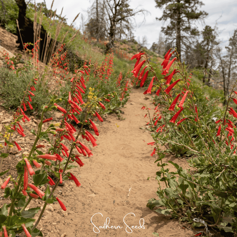 Load image into Gallery viewer, Firecracker Penstemon – 100 Seeds

