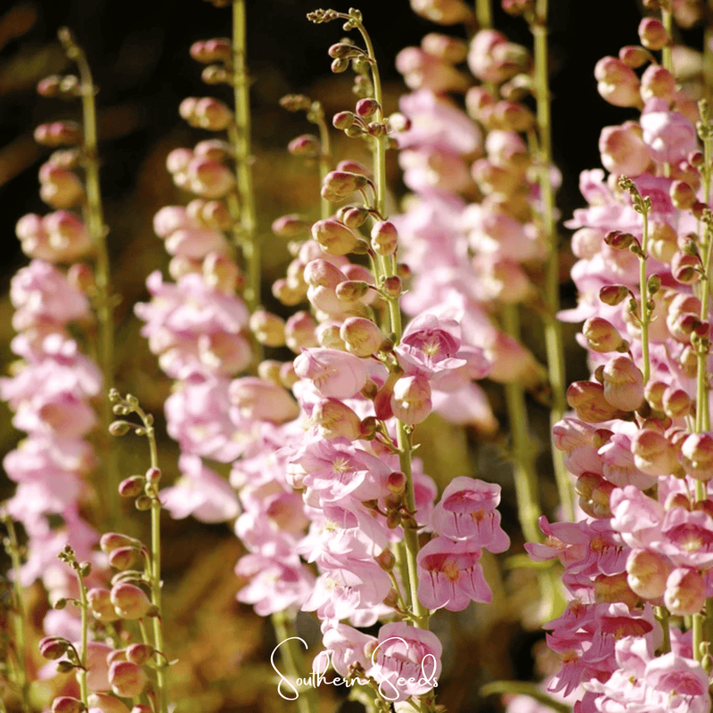Load image into Gallery viewer, Palmer Penstemon – 100 Seeds
