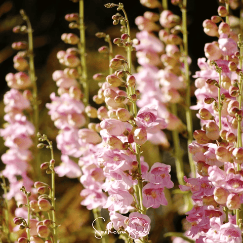 Palmer Penstemon 100 Seeds