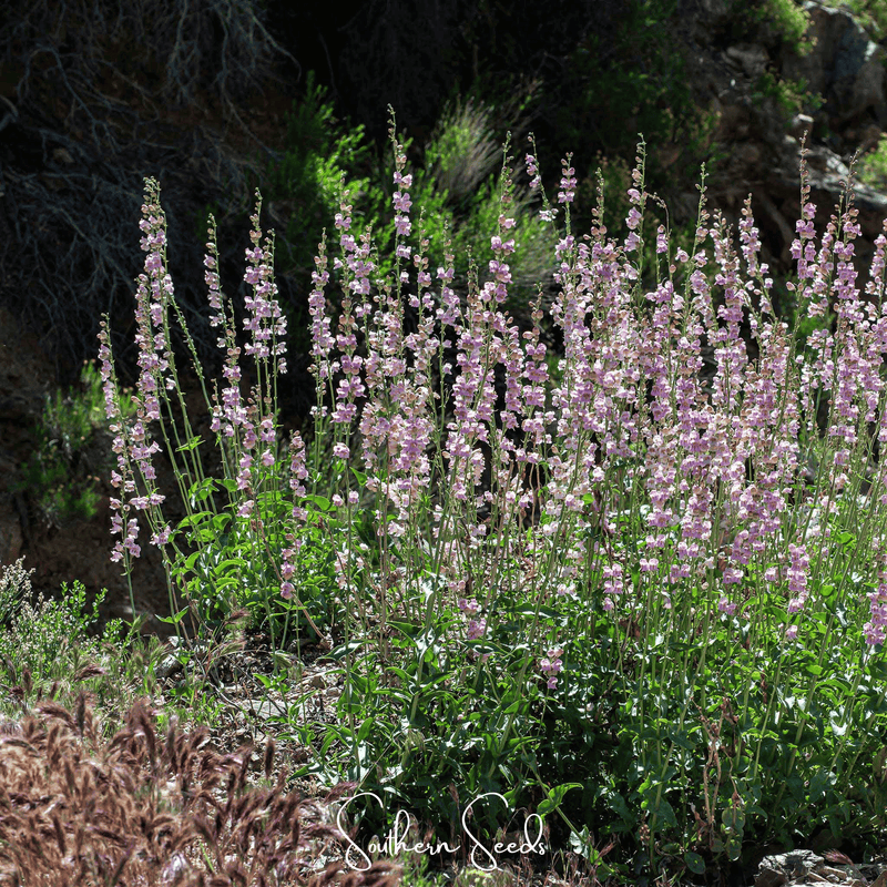 Load image into Gallery viewer, Palmer Penstemon – 100 Seeds

