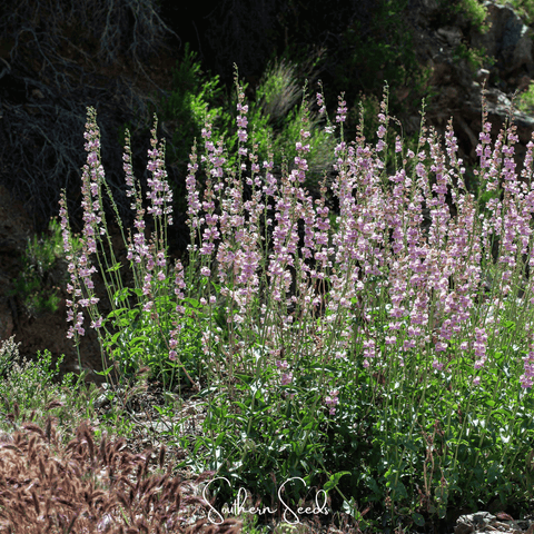 Palmer Penstemon – 100 Seeds, additional product view 2