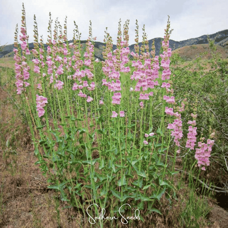 Load image into Gallery viewer, Palmer Penstemon – 100 Seeds
