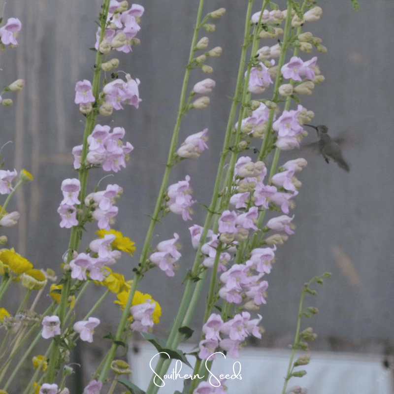 Load image into Gallery viewer, Palmer Penstemon – 100 Seeds
