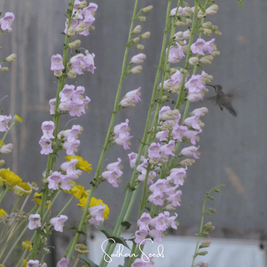 Palmer Penstemon – 100 Seeds