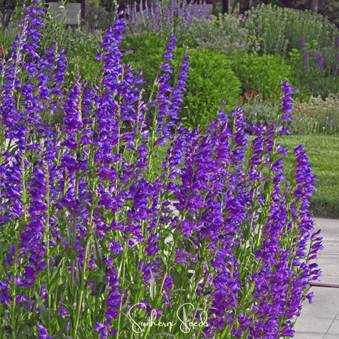 Rocky Mountain Penstemon – 100 Seeds, additional product view 2