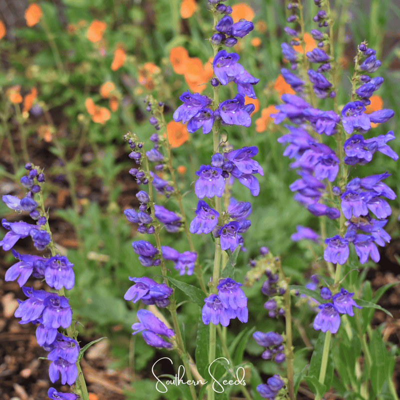 Load image into Gallery viewer, Rocky Mountain Penstemon – 100 Seeds
