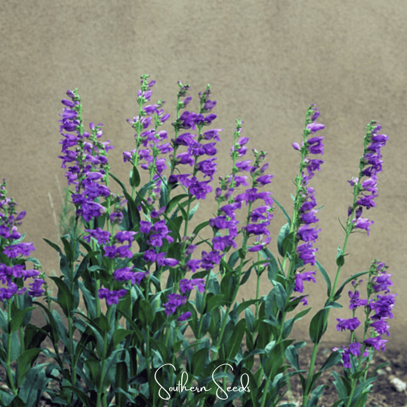 Load image into Gallery viewer, Rocky Mountain Penstemon – 100 Seeds
