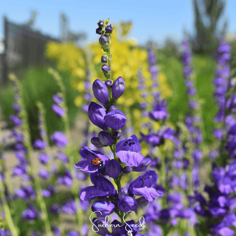 Rocky Mountain Penstemon 100 Seeds