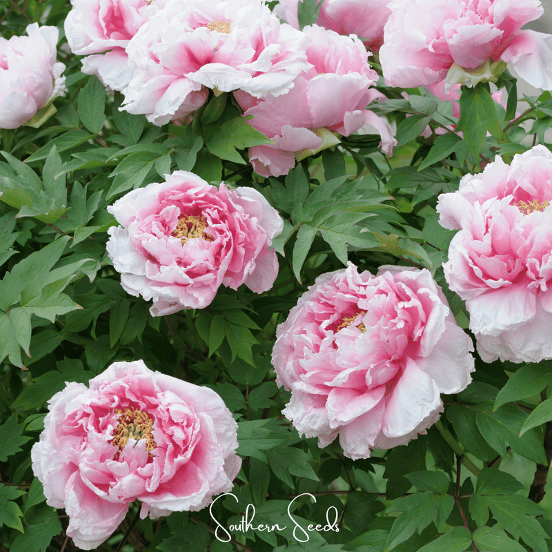 Load image into Gallery viewer, Moutan Peony Tree – 10 Seeds
