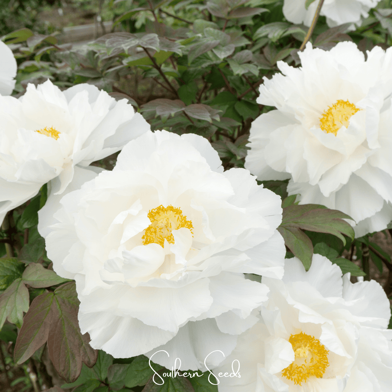 Load image into Gallery viewer, Moutan Peony Tree – 10 Seeds
