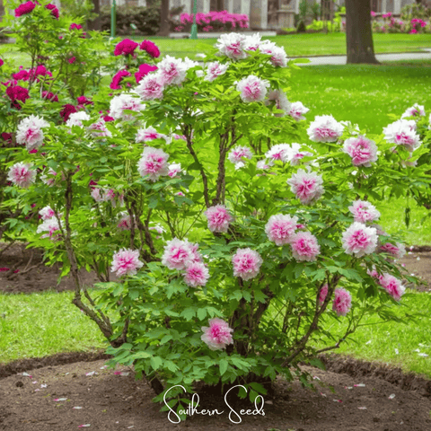 Moutan Peony Tree 10 Seeds