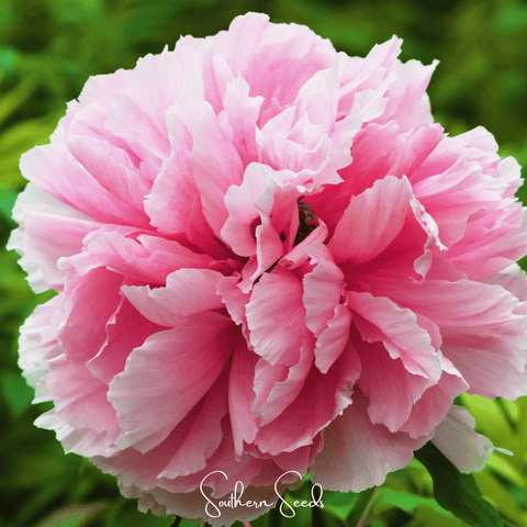 Moutan Peony Tree – 10 Seeds, additional product view 2