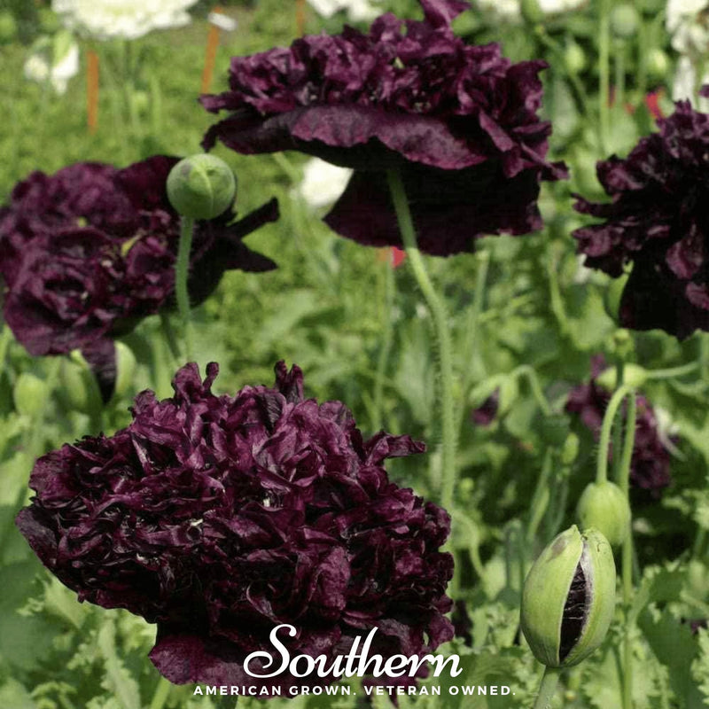 Load image into Gallery viewer, Black Peony Poppy – 100 Seeds
