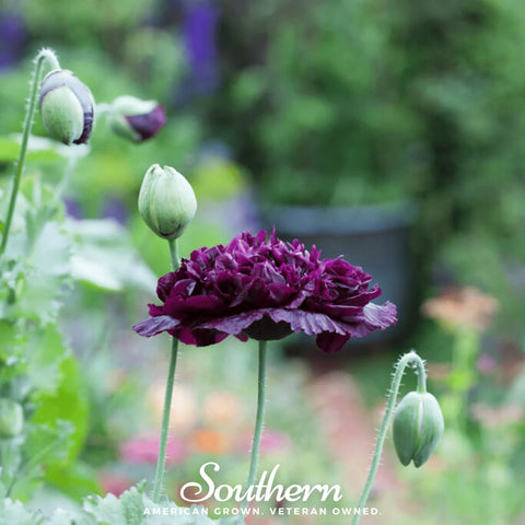 Black Peony Poppy – 100 Seeds, additional product view 2
